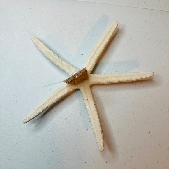 White Starfish Shell Beach Decoration Coastal Beach Home Decor & Crafts - Picture 5 of 7